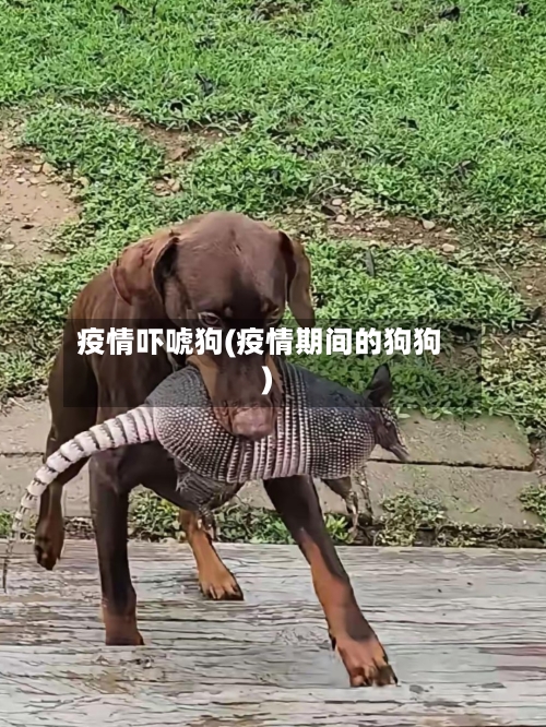 疫情吓唬狗(疫情期间的狗狗)-第1张图片