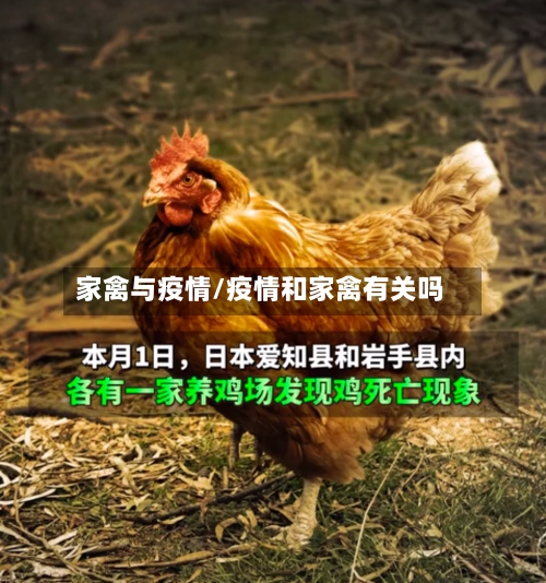 家禽与疫情/疫情和家禽有关吗-第1张图片